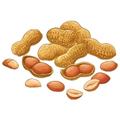 nut - Hạt